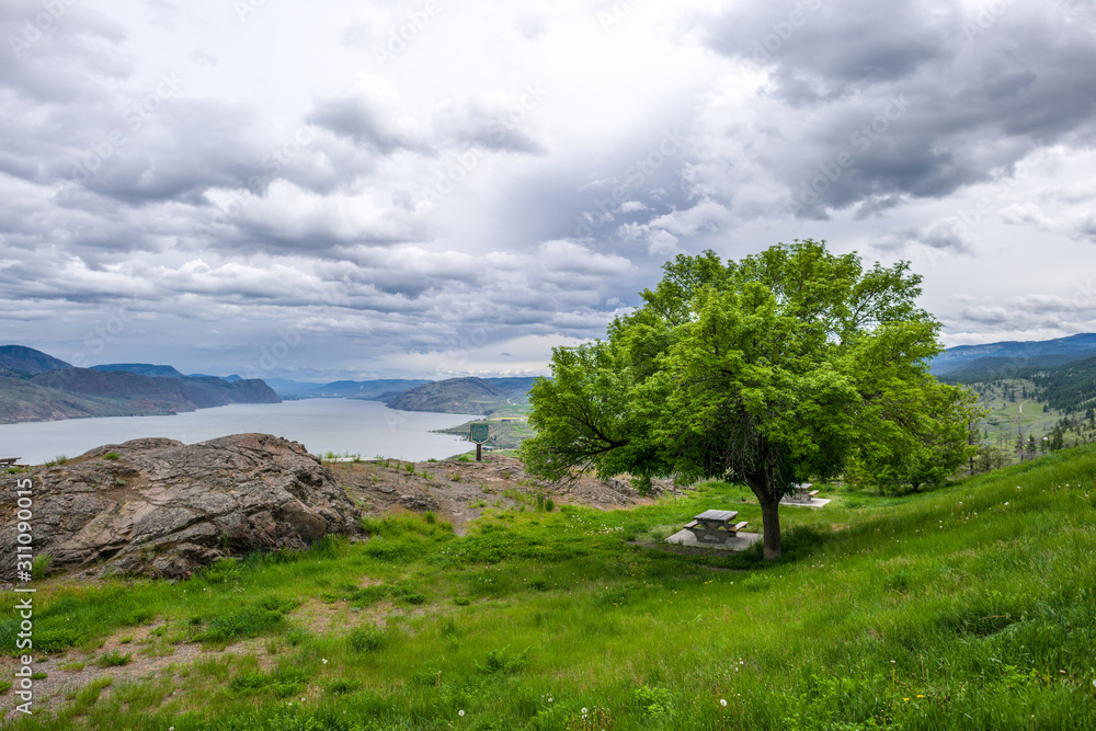 Obraz premium Shade Tree