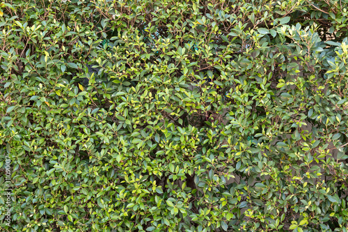 herb wall, plant wall, natural green wallpaper and background. nature wall.