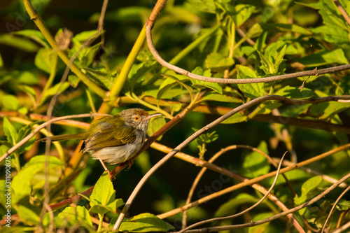 Common Tailorbird / Orthotomus sutorius photo