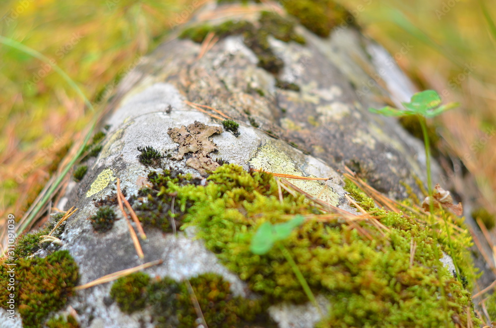 A large gray stone overgrown with green moss. Close up. Selective focus. A large gray stone overgrown with green moss. Close up. Selective focus.