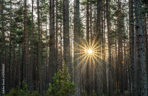 Dark pine forest in coastal area. Bright sun star through tree trunks. Tall straight parallel trees. Green moss ground. Estonia