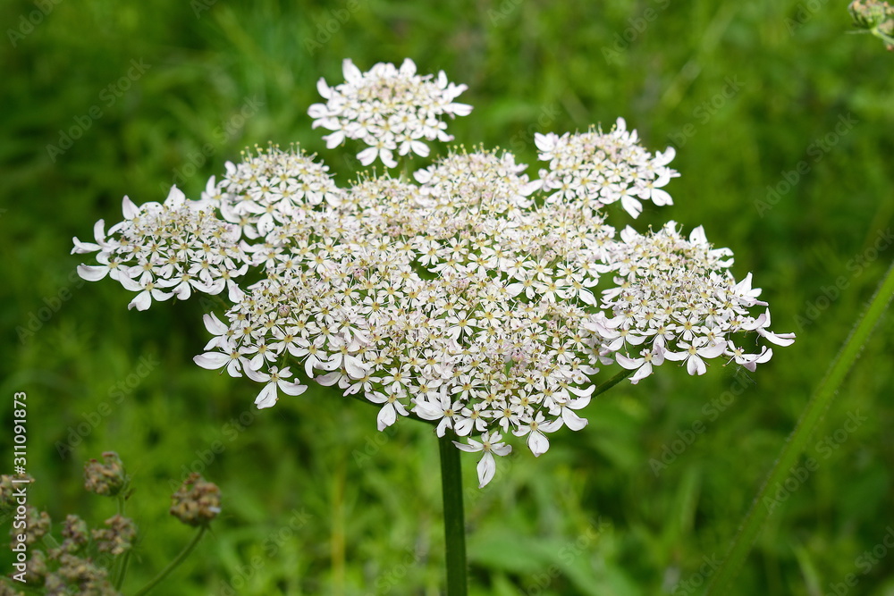 Elderflower blossom. Historically it was popular in North Western Europe and has a strong Victorian heritage. It is overlooked for its medicinal benefits and is frequently used in foods and beverages. Elderflower blossom. Historically it was popular in North Western Europe and has a strong Victorian heritage. It is overlooked for its medicinal benefits and is frequently used in foods and beverages.