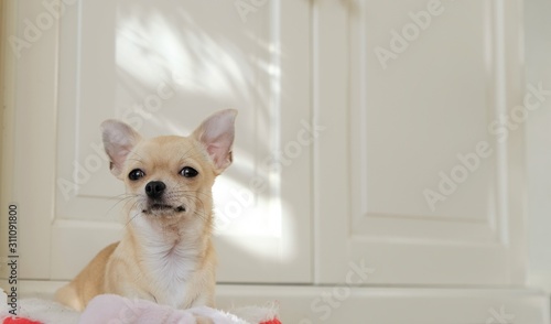 Mini beige chihuahua dog, closeup portrait puppy