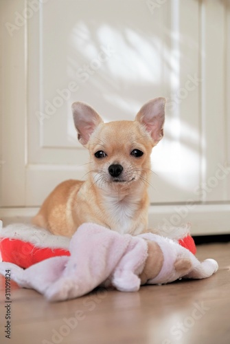 Mini beige chihuahua dog, closeup portrait puppy