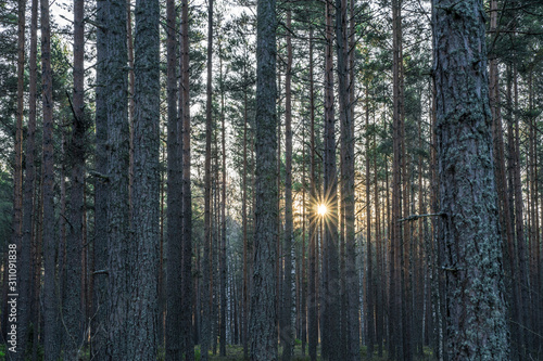 Dark pine forest in coastal area. Bright sun star through tree trunks. Tall straight parallel trees. Green moss ground. Estonia