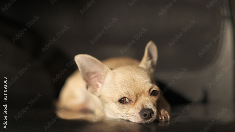 Funny mini beige chichuahua, closeup portrait, cute puppy, isolated on black background