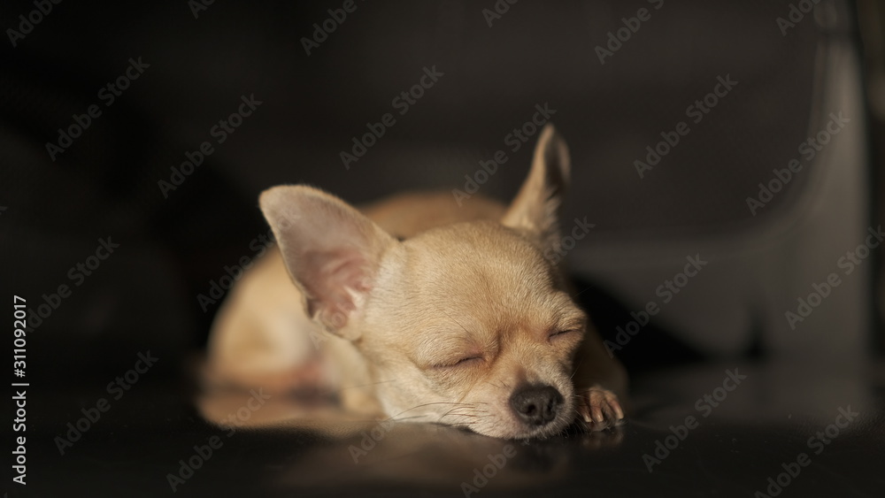 Funny mini beige chichuahua, closeup portrait, cute puppy, isolated on black background