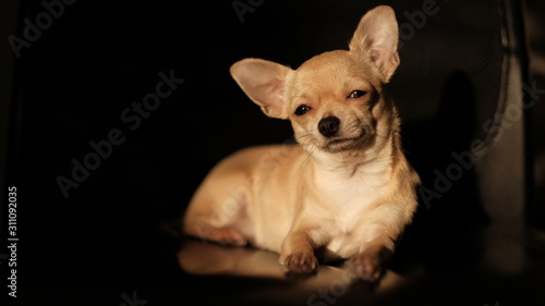 Funny mini beige chichuahua, closeup portrait, cute puppy, isolated on black background © tselykh