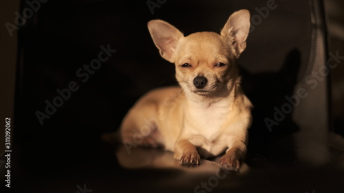 Funny mini beige chichuahua, closeup portrait, cute puppy, isolated on black background