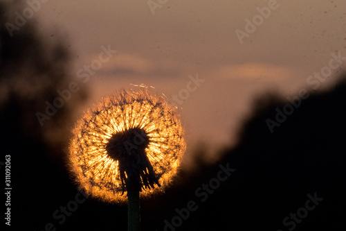 dandelion infront sunset