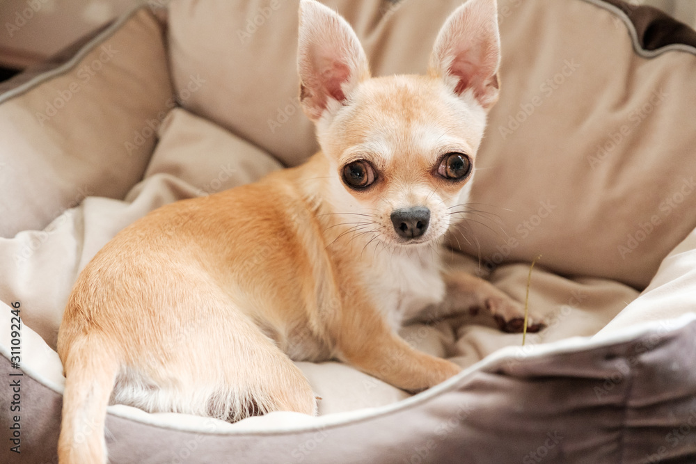 Mini beige chihuahua dog, closeup portrait puppy