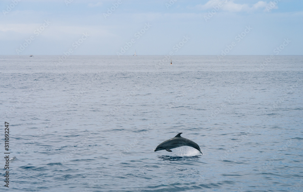 Fototapeta premium Salto de un delfín en el océano Atlántico, Tenerife