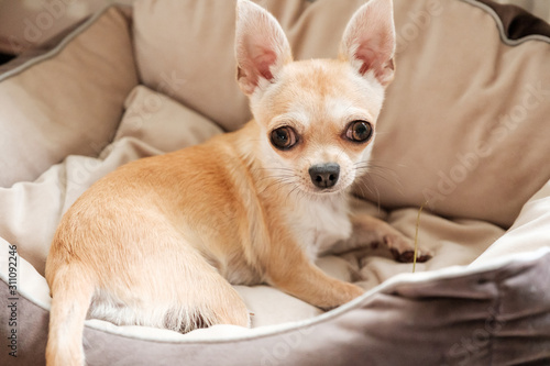Mini beige chihuahua dog, closeup portrait puppy © tselykh