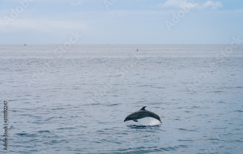 Salto de un delfín en el océano Atlántico, Tenerife © nexne