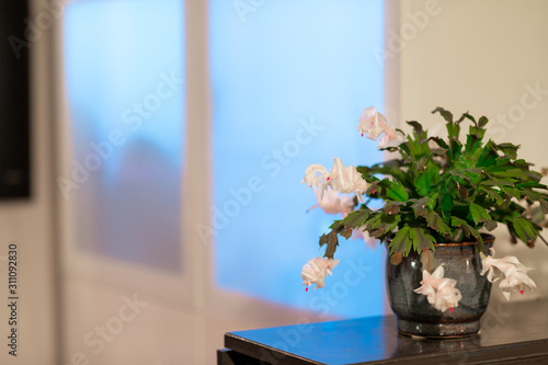 Plant in a modern home