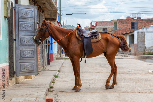Horse in the streets of a small Cuban Town during a vibrant sunny day. Taken in Trinidad, Cuba.