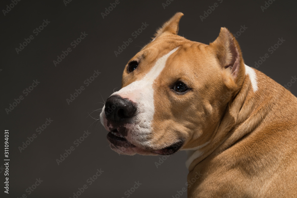 Staffordshire Terrier dog breed on a gray background