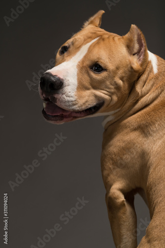 Staffordshire Terrier dog breed on a gray background