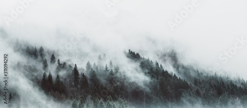 Moody forest landscape with fog and mist