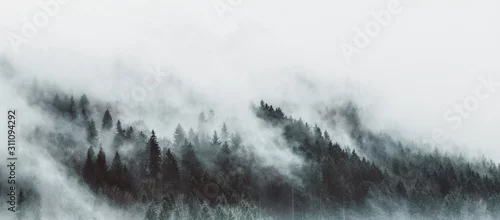 Panel kuchenny z motywem Moody forest landscape with fog and mist