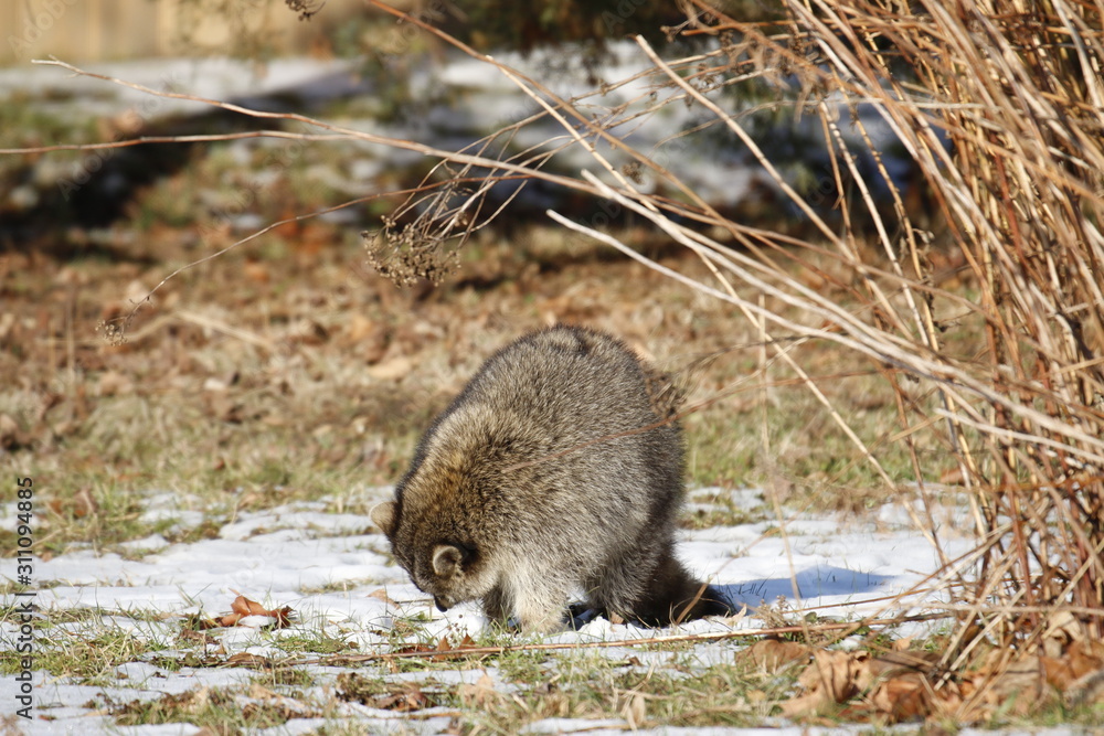 Rabid Raccoon foaming at the mouth. While this particular raccoon may