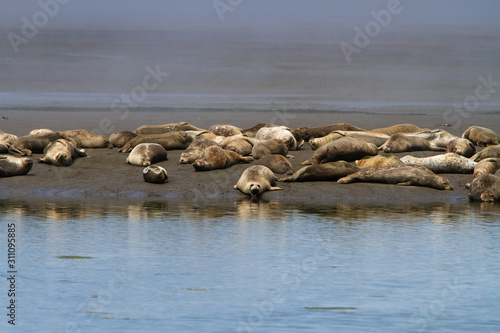 Point Reyes Seal Haul Out