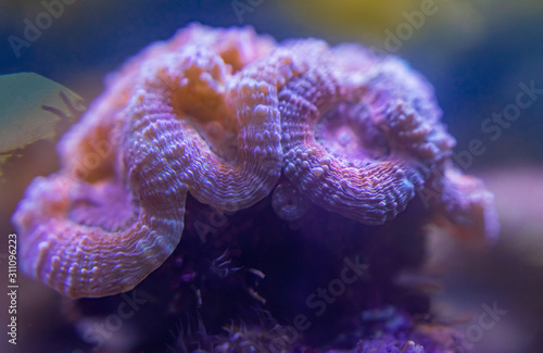 Colourful corals and Sea anemones