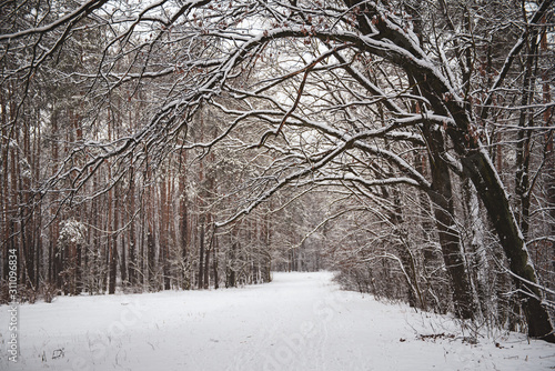 Winter forest with path