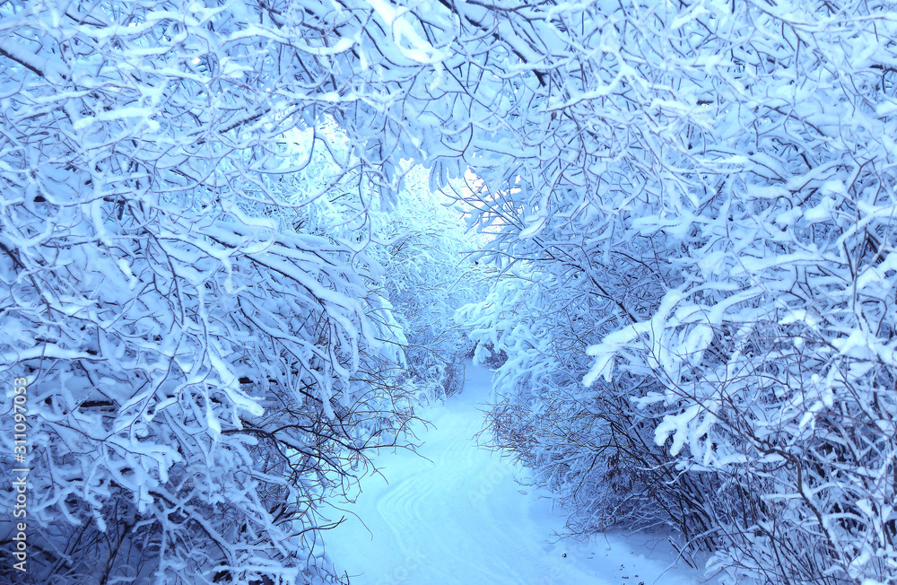 Arch of tree branches covered with snow. A place to walk in the Park. Relaxation. Selective focus. Winter path for Hiking in the forest in the fresh air Arch of tree branches covered with snow. A place to walk in the Park. Relaxation. Selective focus. Winter path for Hiking in the forest in the fresh air