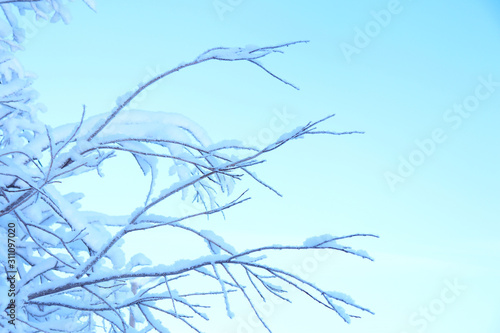 Tree branches in selective focus, covered with snow against the blue sky. Winter background. Beautiful scenery. Daylight.