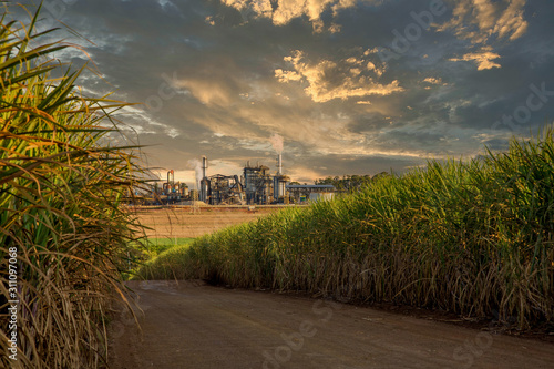 factory sugar cane