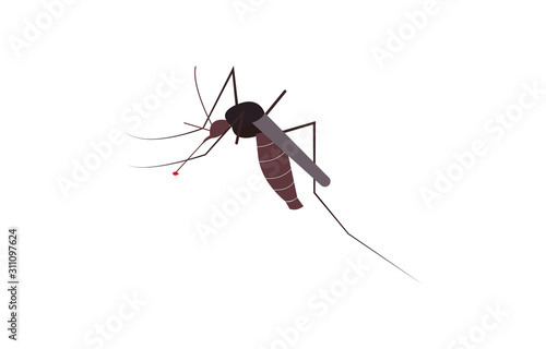 mosquito drinking blood on white