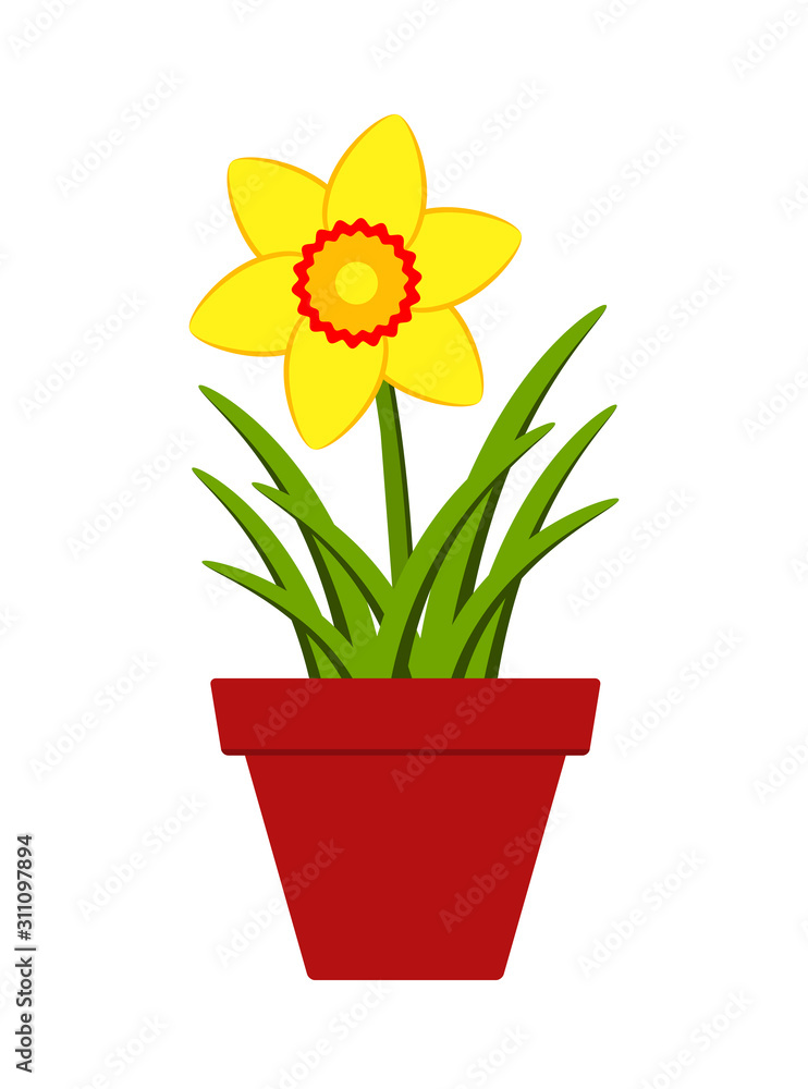 Fototapeta premium daffodil in pot