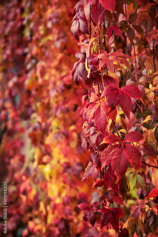 Wild grape red leaves Wild grape red leaves