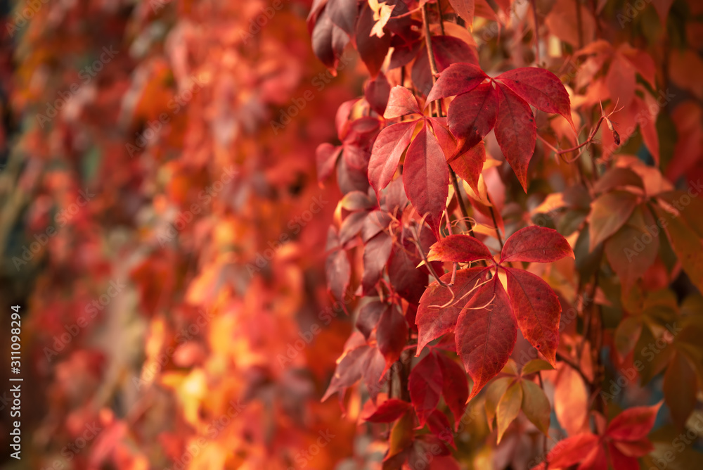 Wild grape red leaves Wild grape red leaves