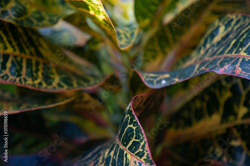 croten leaves photo