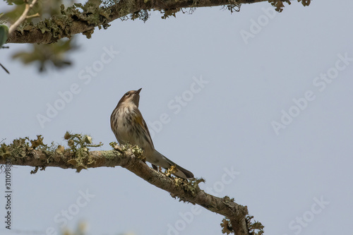 Yellow-rumped warbler photo