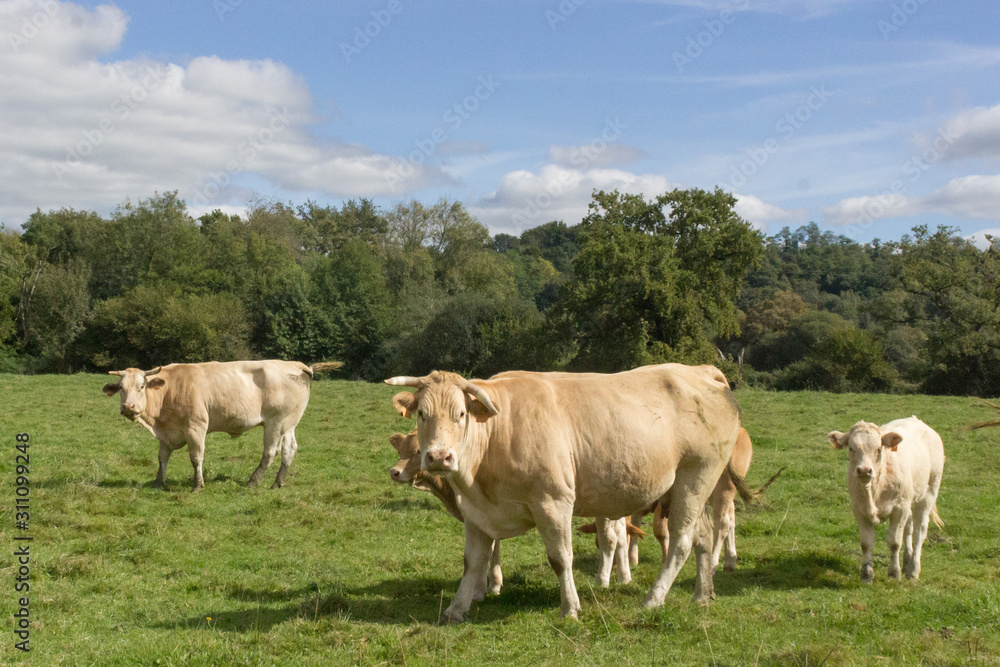 Happy cows and calves in the pasture. Sunny rural landscape. Grazing cattle. Livestock in the meadow. Milk farm. Artiodactyl animals giving milk. Sunny glade. Green grass. Happy cows and calves in the pasture. Sunny rural landscape. Grazing cattle. Livestock in the meadow. Milk farm. Artiodactyl animals giving milk. Sunny glade. Green grass.