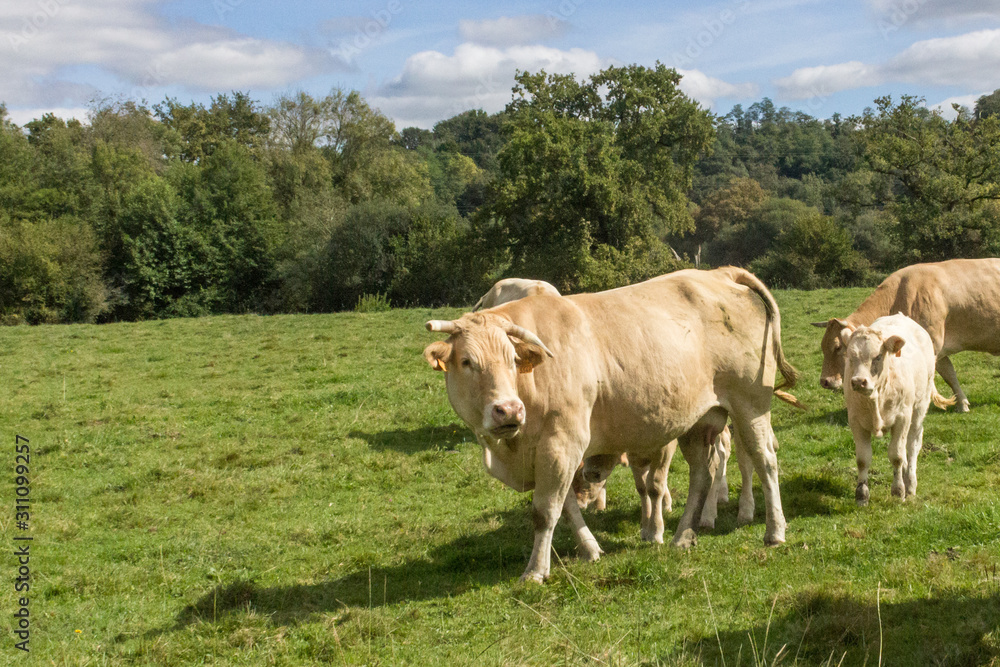 Happy cows and calves in the pasture. Sunny rural landscape. Grazing cattle. Livestock in the meadow. Milk farm. Artiodactyl animals giving milk. Sunny glade. Green grass. Happy cows and calves in the pasture. Sunny rural landscape. Grazing cattle. Livestock in the meadow. Milk farm. Artiodactyl animals giving milk. Sunny glade. Green grass.