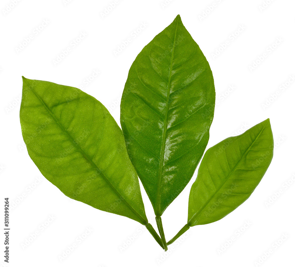 green leaf isolated on white background green leaf isolated on white background