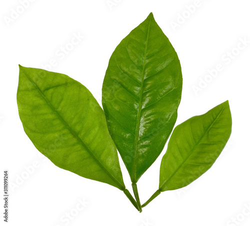 green leaf isolated on white background