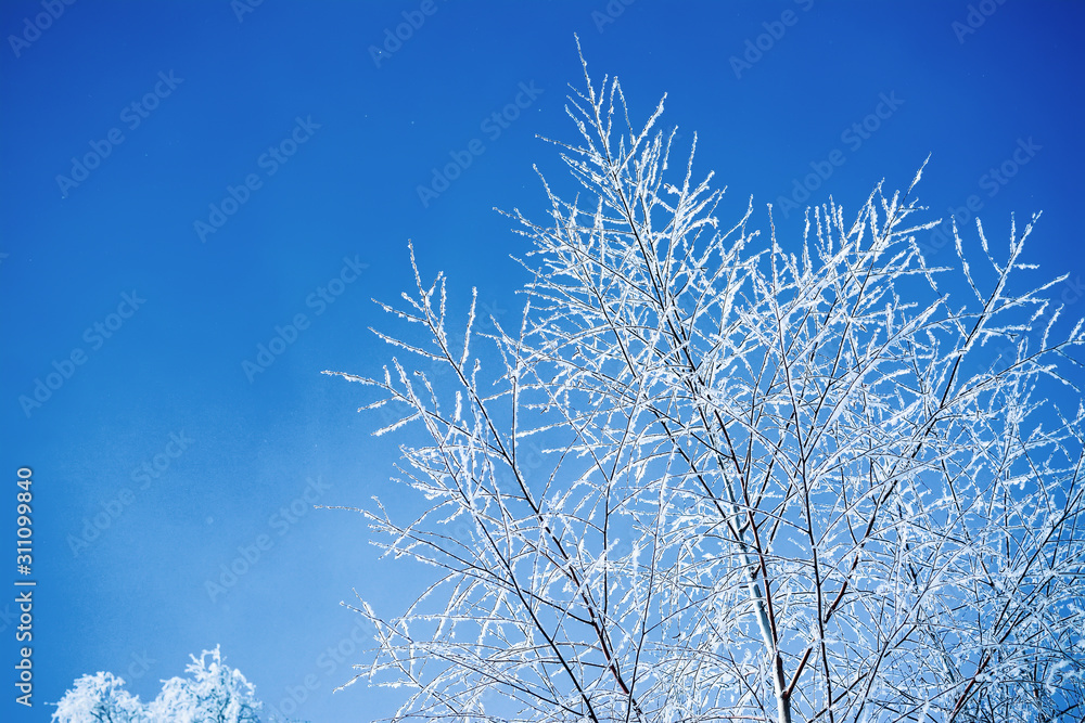 Tree branches covered with snow against blue sky background on a sunny day in winter