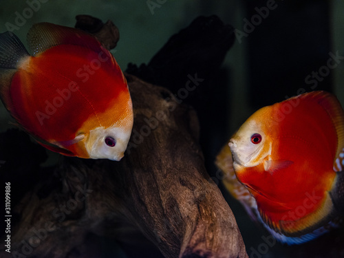 Заголовок: Nice discus fish named Symphysodon in bright red, yellow and orange colours