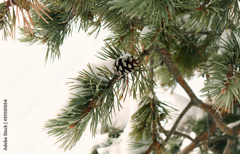 Green branch of the Christmas tree with a cone in the winter forest. Selective focus. Green branch of the Christmas tree with a cone in the winter forest. Selective focus.