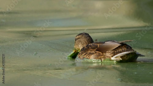 Wild duck mallard swimming in polluted water
