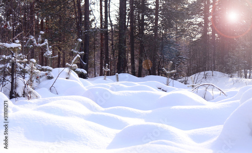 Deep snowdrifts in the winter forest among trees and pines in Sunny weather. Selective focus.