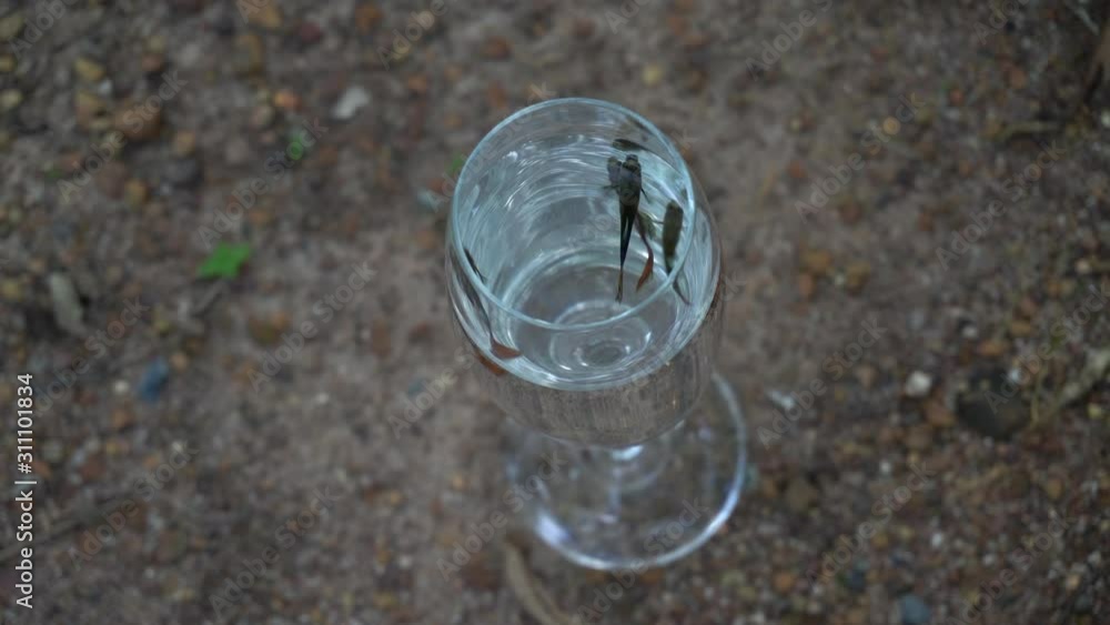 Guppy fish swimming in a glass of wine. Nature background. Guppy fish swimming in a glass of wine. Nature background.