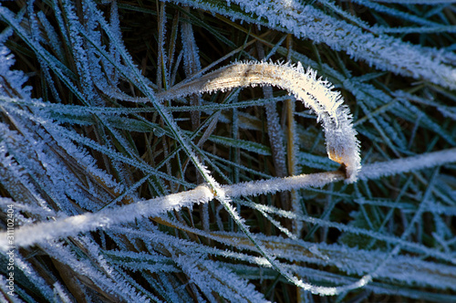 Photography frost on the grass, sweden, sverige, nacka, stockholm