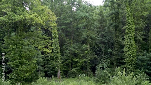 black forest in spring, Germany, slow motion