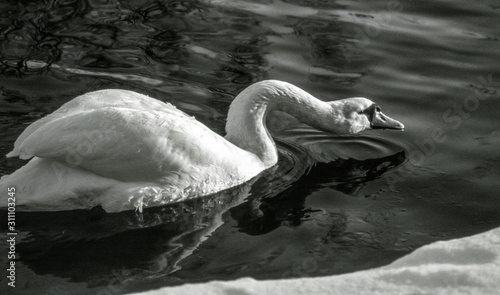Photography white swan on the water, sweden, sverige, nacka, stockholm
